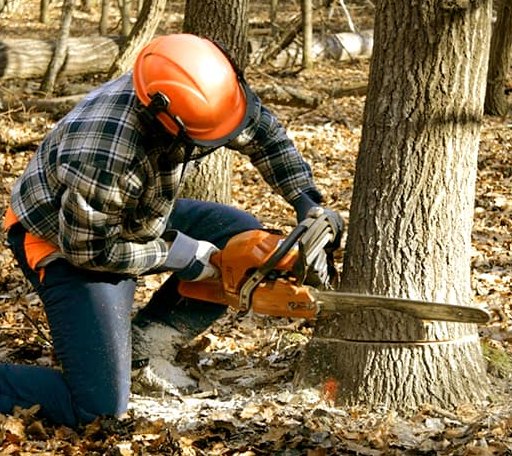 Tree Removal in Lanexa, VA